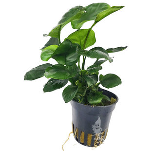 Anubias barteri sp "coin Leaf"