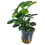 Anubias barteri sp "coin Leaf"