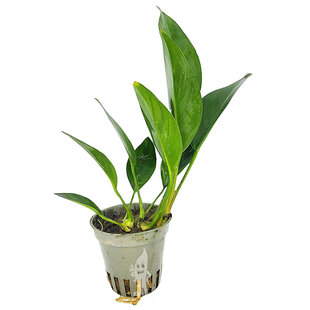 Anubias congensis