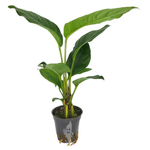 Anubias heterophylla