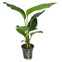 Anubias heterophylla