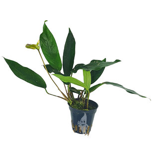 Anubias minima