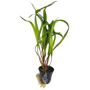 Cryptocoryne balansae