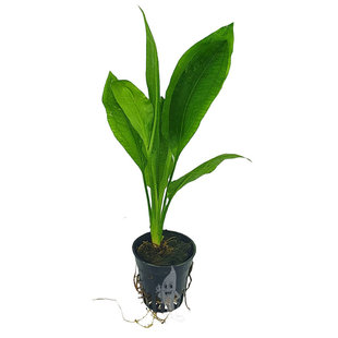 Echinodorus bleheri