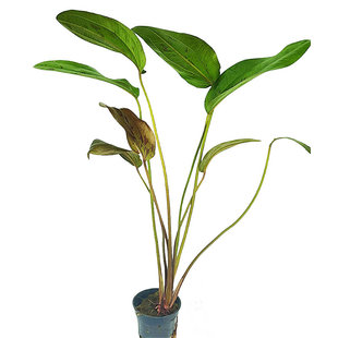 Echinodorus indian red