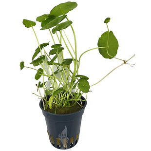 Hydrocotyle verticillata