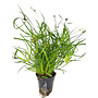 Juncus repens