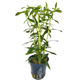 Limnophila aromatica