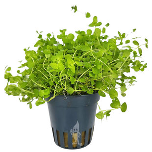 Micranthemum umbrosum