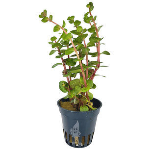 Rotala rotundifolia "Orange Juice"