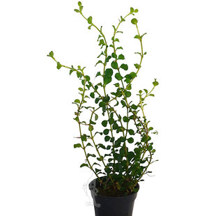 Lysimachia nummularia