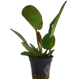 Echinodorus compacta