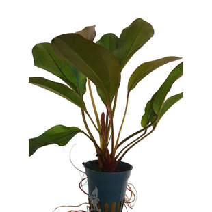 Echinodorus altberger