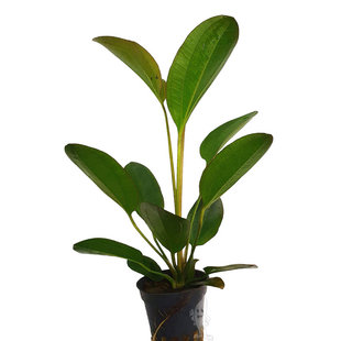 Echinodorus barthii double red