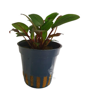 Cryptocoryne beckettii