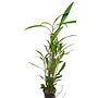 Hygrophila salicifolia