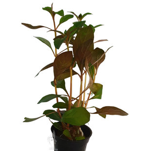 Ludwigia mullertii