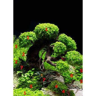 APO plantenpakket Dennerle Decor Bonsai Box