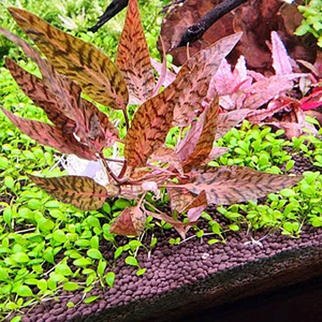 Cryptocoryne nurii, INVITRO bakje (PlantExpress)