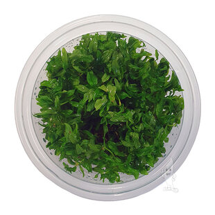 Didiplis diandra, INVITRO bakje (PlantExpress)