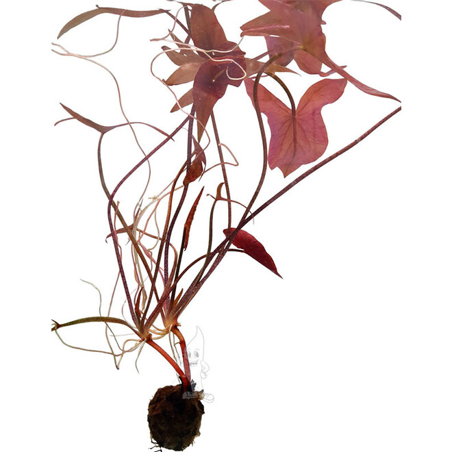 Nymphaea stellata, lotus (PlantExpress)