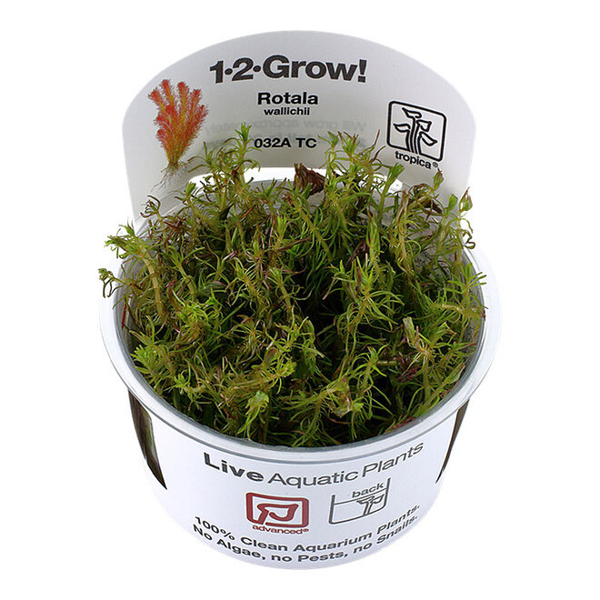 Rotala wallichii, INVITRO bakje (PlantExpress)