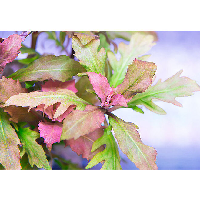 Hygrophila triflora (Hygrophila difformis red)