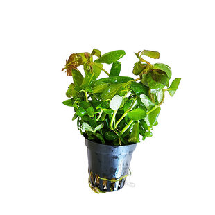 Hygrophila triflora (Hygrophila difformis red)
