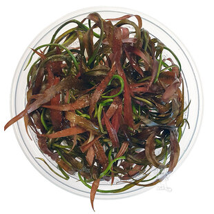 Cryptocoryne spiralis Red, INVITRO bakje (PlantExpress)