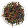 Cryptocoryne spiralis Red, INVITRO bakje (PlantExpress)