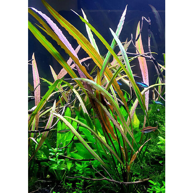 Cryptocoryne spiralis Red, INVITRO bakje (PlantExpress)