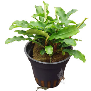 Bucephalandra wavy green
