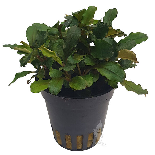 Bucephalandra blue green