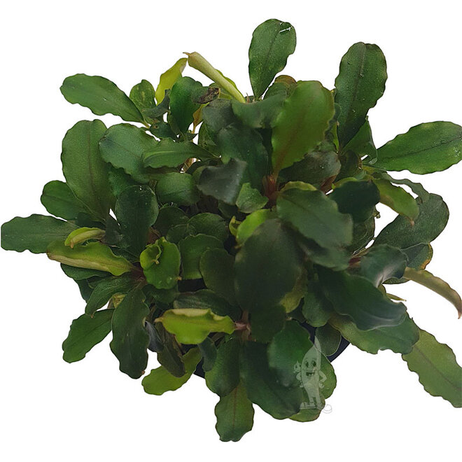 Bucephalandra blue green