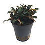 Bucephalandra biblis red