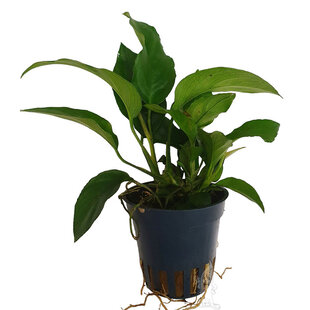 Anubias gracilis
