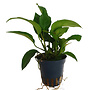 Anubias gracilis