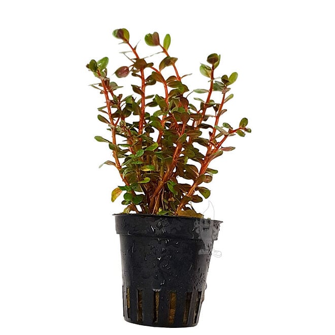 Rotala Blood Red