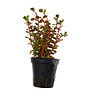 Rotala Blood Red