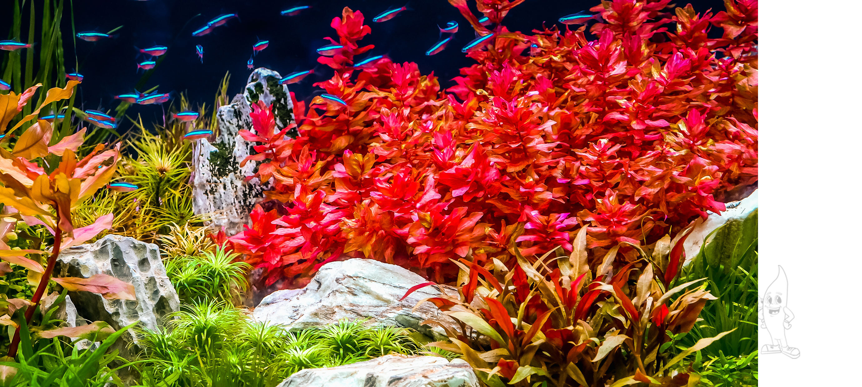 Rode aquarium planten