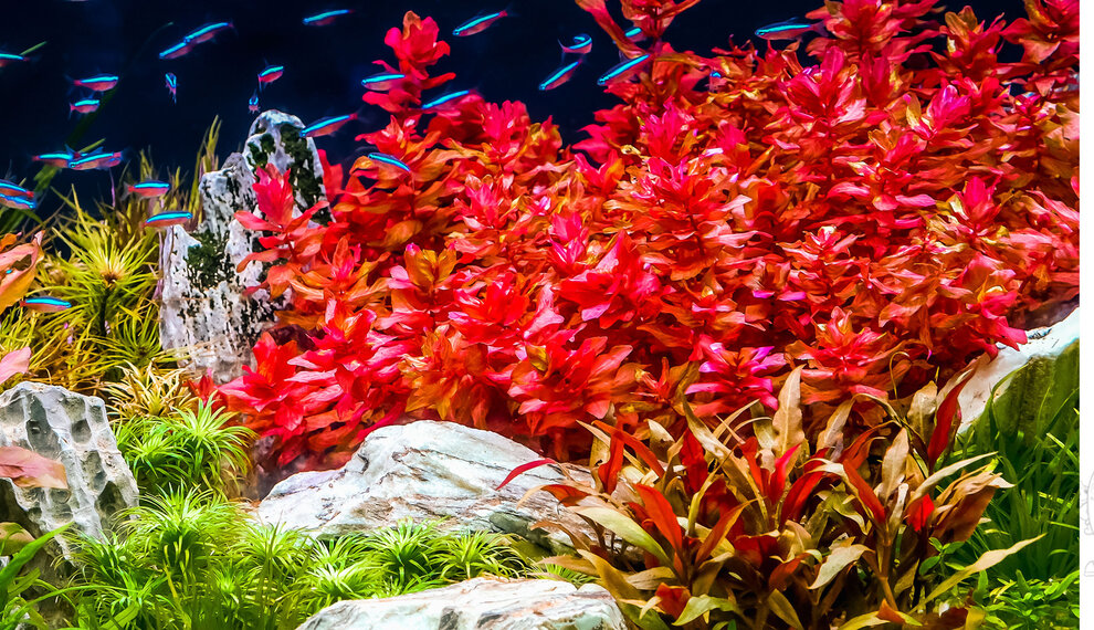 Rode aquarium planten