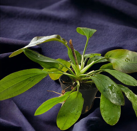 Planten tijdens de donkere maanden