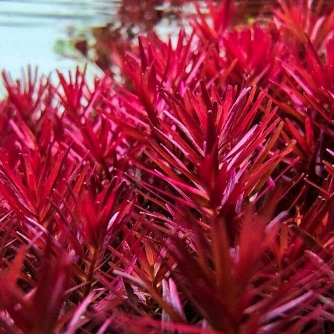 Rotala Blood Red