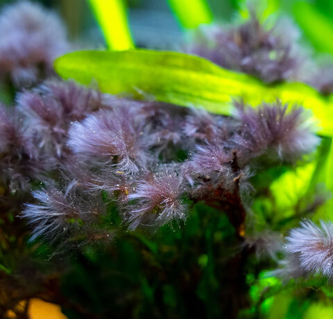 Vervelende Baardalg!