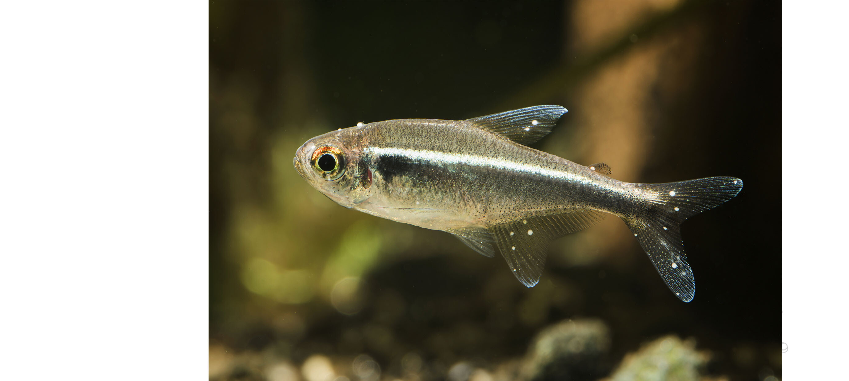 Ziektes in het aquarium