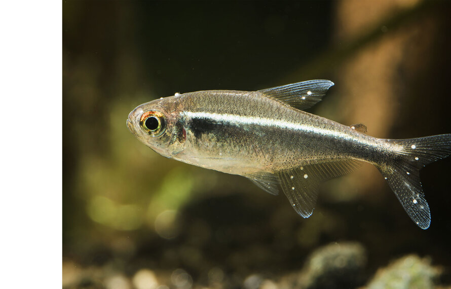 Ziektes in het aquarium