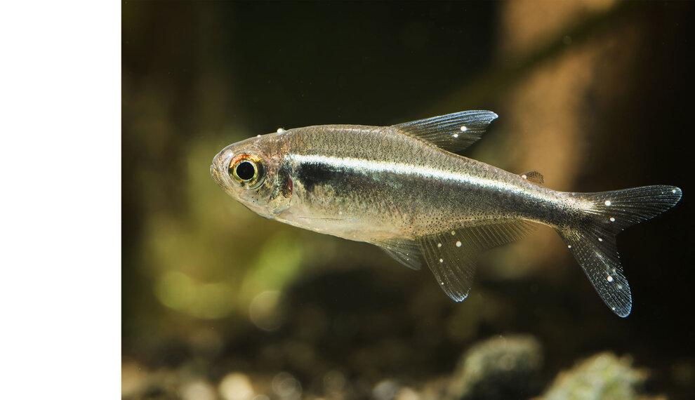 Ziektes in het aquarium