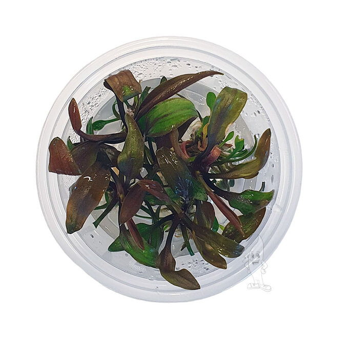 Cryptocoryne undulatus "Red", INVITRO bakje (PlantExpress)