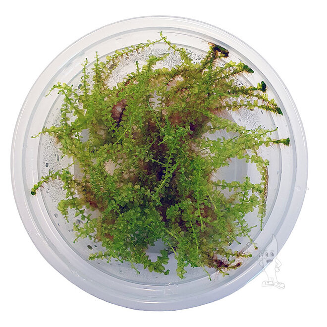 Mini Perlen Moss, INVITRO bakje (PlantExpress)