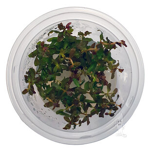 Ludwigia Guinea, INVITRO bakje (PlantExpress)